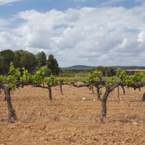 VineyardsFontanares Vineyards in Fontanares, Vall d'Albaida, Valencia, Spain, on the Roda la Vall cycling route